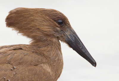 Hamerkop