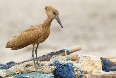 Hamerkop