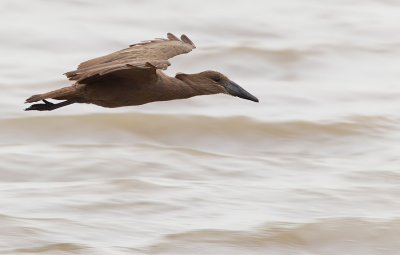 Hamerkop