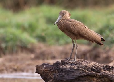 Hamerkop