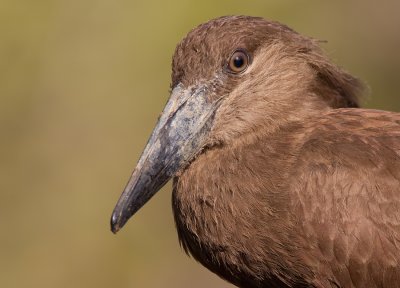 Hamerkop