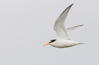 Little Tern / Dwergstern 
