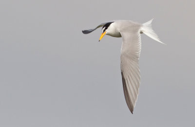 Little Tern / Dwergstern 