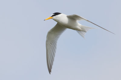 Little Tern / Dwergstern 