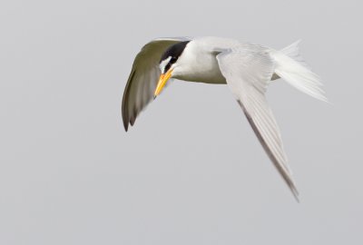Little Tern / Dwergstern 
