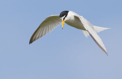 Little Tern / Dwergstern 