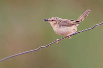 Tawny-flanked prinia / Roestflankprinia