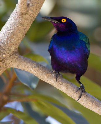 Purple glossy starling / Purperglansspreeuw 