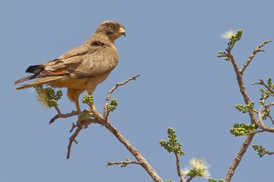 Grasshopper Buzzard / Sprinkhaanbuizerd