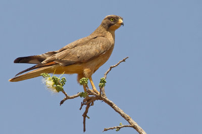 Grasshopper Buzzard / Sprinkhaanbuizerd