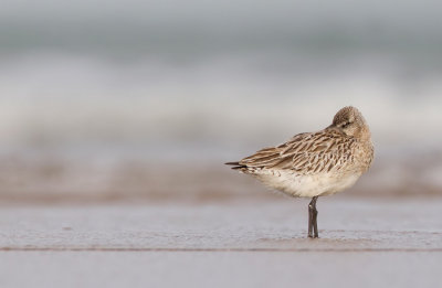 Bar-tailed godwit / Rosse Grutto 