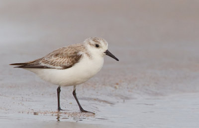 Sanderling / Drieteenstrandloper 