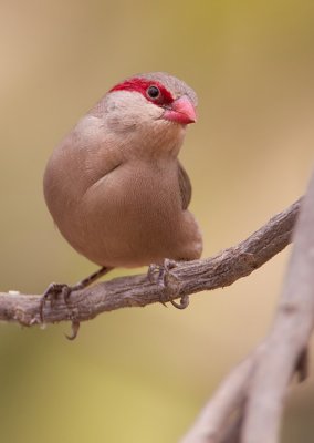 Black-rumped Waxbill / Napoleonnetje 