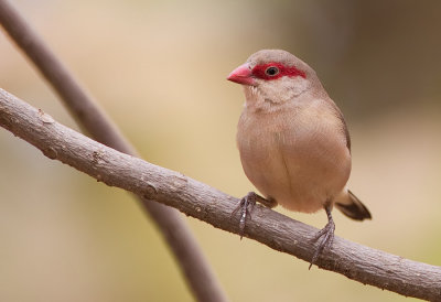 Black-rumped Waxbill / Napoleonnetje 