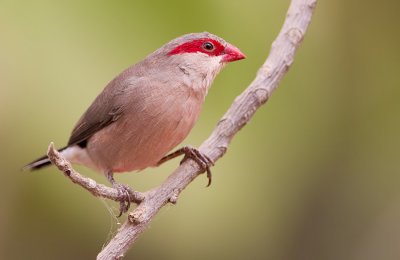 Black-rumped Waxbill / Napoleonnetje 