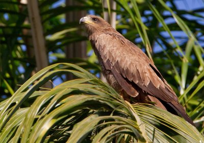 Black kite / Zwarte wouw