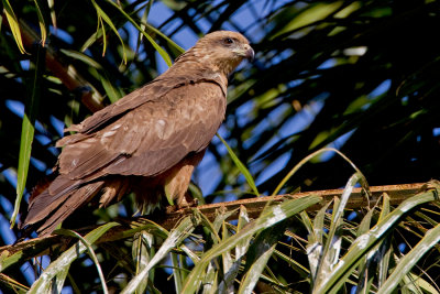 Black kite / Zwarte wouw