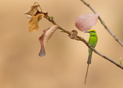 Little green bee-eater / Kleine groene bijeneter