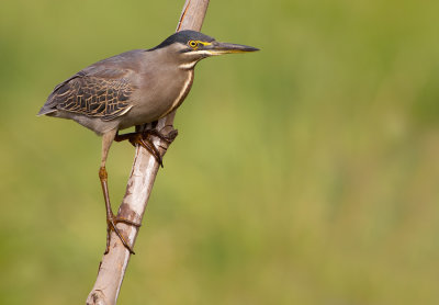 Striated heron / Mangrove reiger 