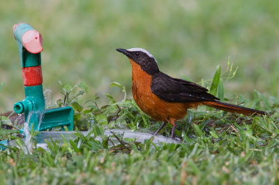 White-crowned Robin-chat / Witkruinroodborsttapuit