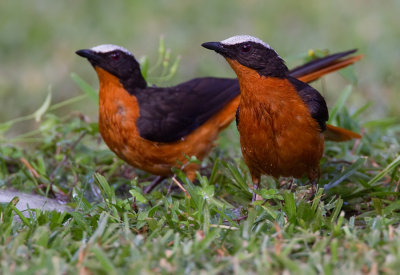 White-crowned Robin-chat / Witkruinroodborsttapuit