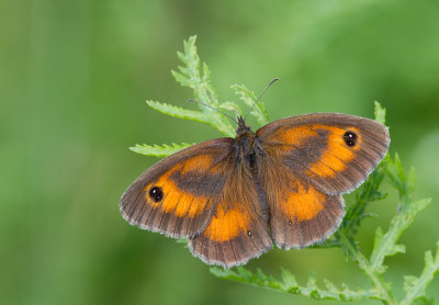 Gatekeeper / Oranje Zandoogje 