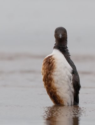 Guillemot / Zeekoet 