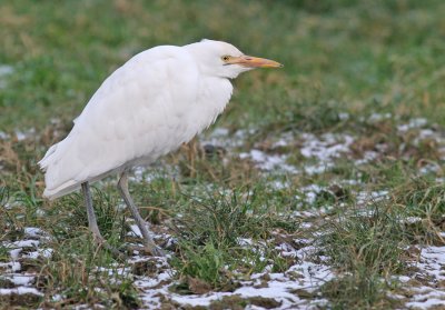 Cattle Egret / Koereiger 