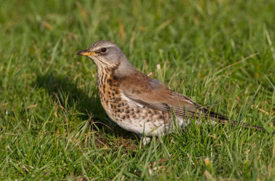 Fieldfare / Kramsvogel