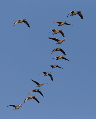 Greylag goose / Grauwe gans 