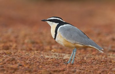 Egyptian plover / Krokodilwachter 