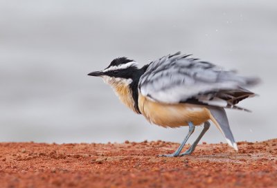 Egyptian plover / Krokodilwachter 