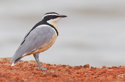 Egyptian plover / Krokodilwachter 