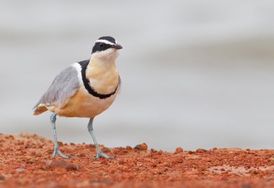 Egyptian plover / Krokodilwachter 