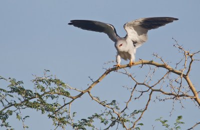 Black-winged kite / Grijze wouw