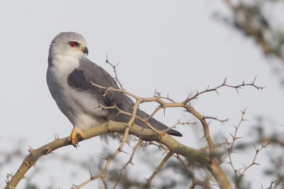 Black-winged kite / Grijze wouw