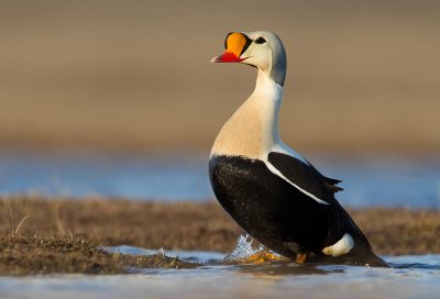 King eider / Koningseider 