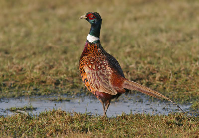 Pheasant / Fazant 