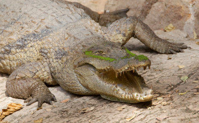 West African crocodile / West Afrikaanse krokodil
