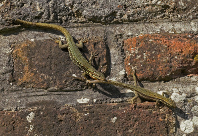 Common Wall Lizard/ Muurhagedis 
