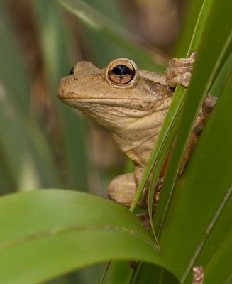 Cuban tree frog / Cubaanse boomkikker