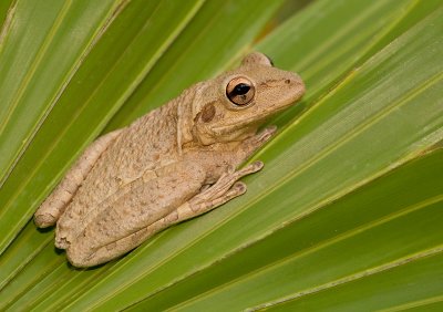 Cuban tree frog / Cubaanse boomkikker