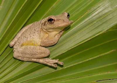 Cuban tree frog / Cubaanse boomkikker