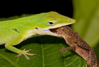 Green Anole / Roodkeel anolis