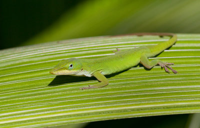 Green Anole / Roodkeel anolis