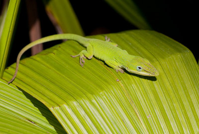 Green Anole / Roodkeel anolis