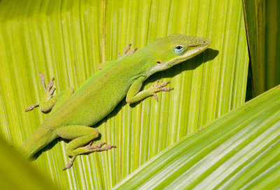 Green Anole / Roodkeel anolis
