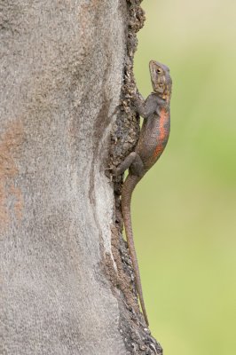 Common agama / Kolonisten Agaam 