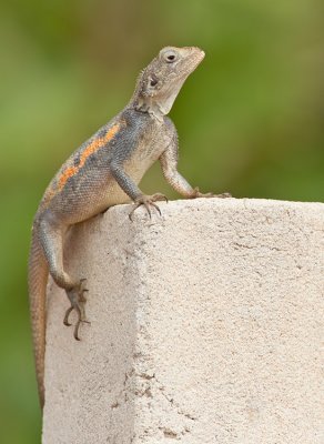 Common agama / Kolonisten Agaam 