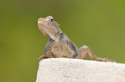 Common agama / Kolonisten Agaam 